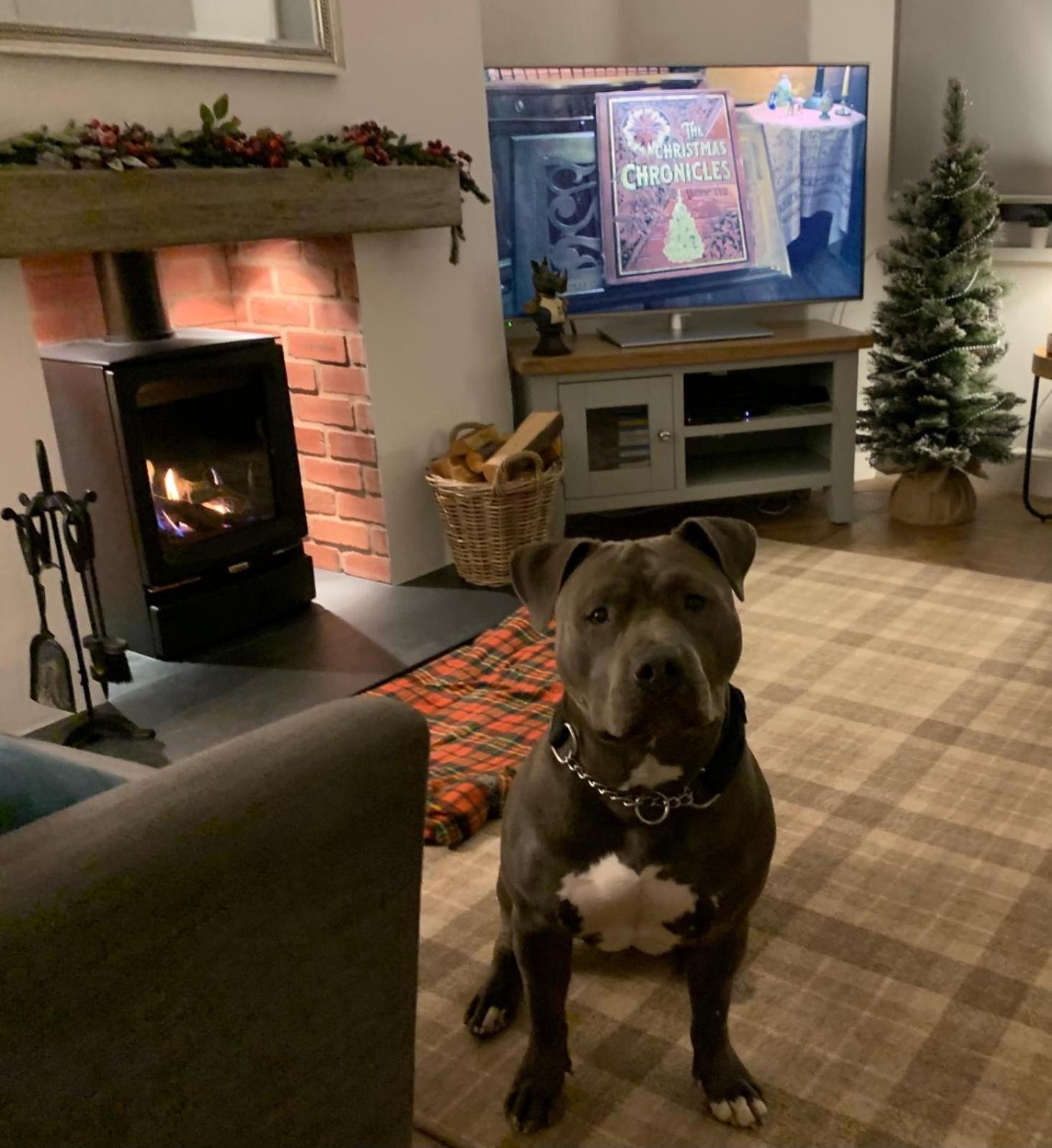 Woodland Cottage - Private Courtyard - Pet Friendly Retreat In The Heart Of Windermere Eksteriør billede